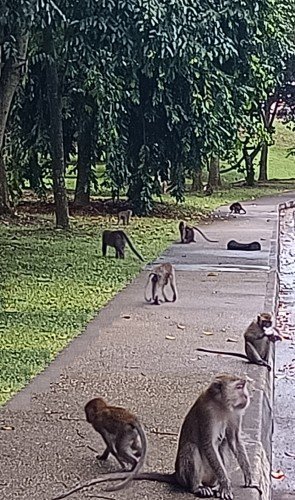 Monkeys at Woodlands Waterfront Park.